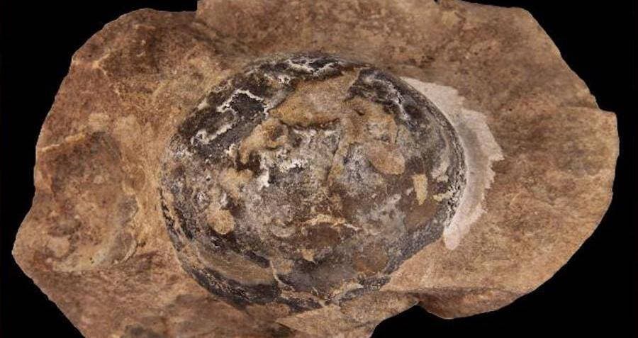 66-Million-Year-Old Mystery Fossil Known Only As ‘The Thing’ Turns Out To Be A Prehistoric Sea Lizard Egg