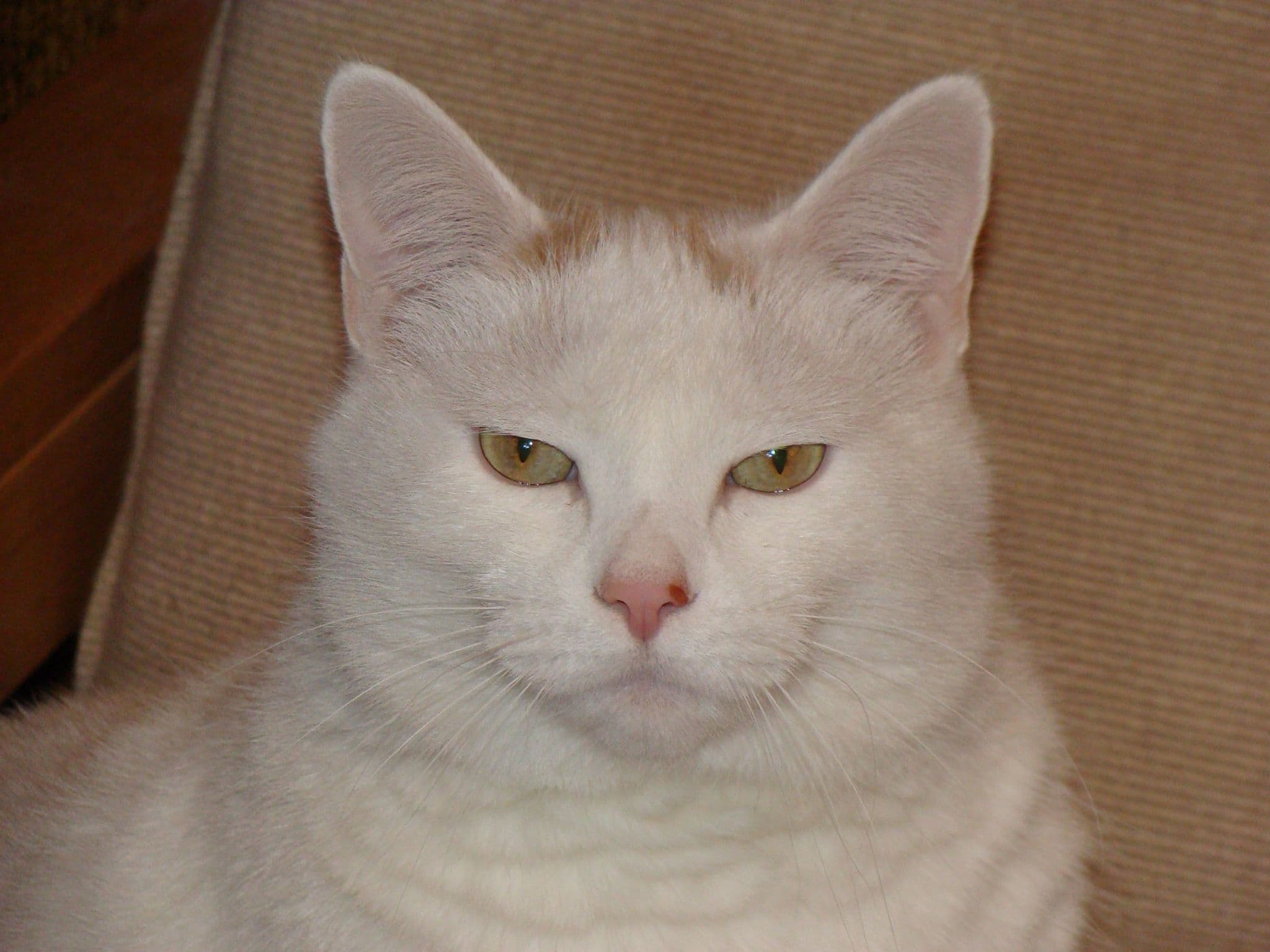 Open Thread: ICE in Winter