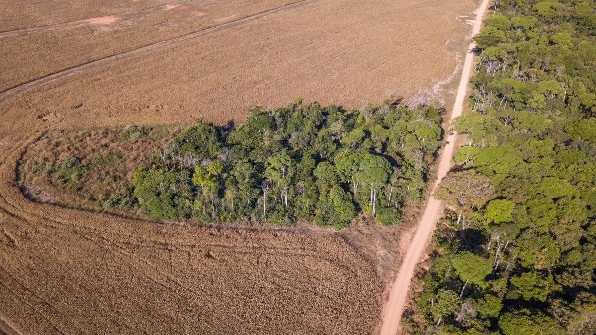 The end of the Amazon soy moratorium will accelerate deforestation