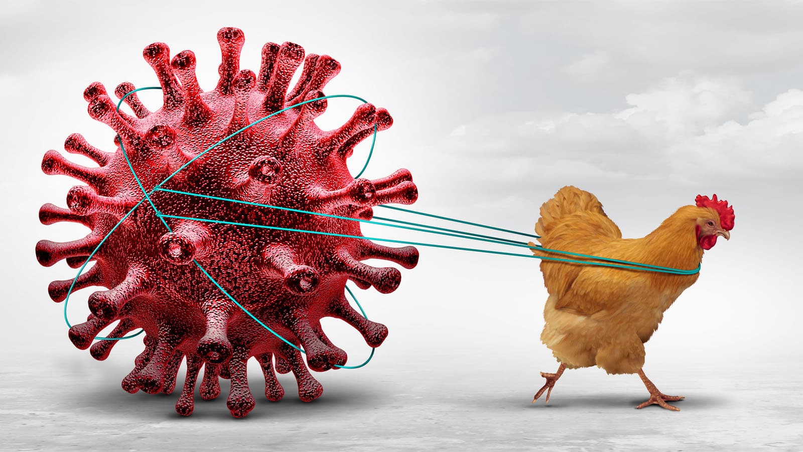 Washington Resident Infected With New Type Of Bird Flu Never Seen In Humans Before