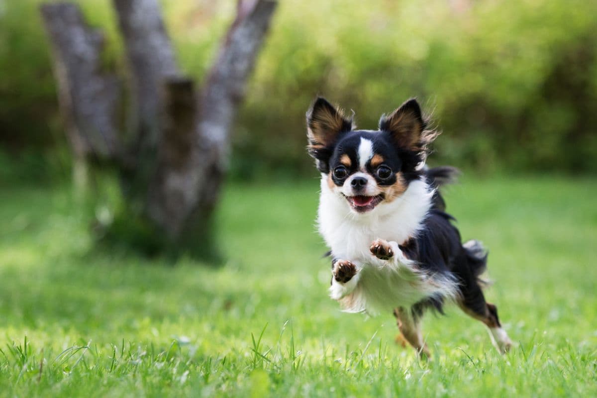 Even Chihuahuas Still Have Some Wolf in Them — Here’s How Some Dogs Still Carry This DNA