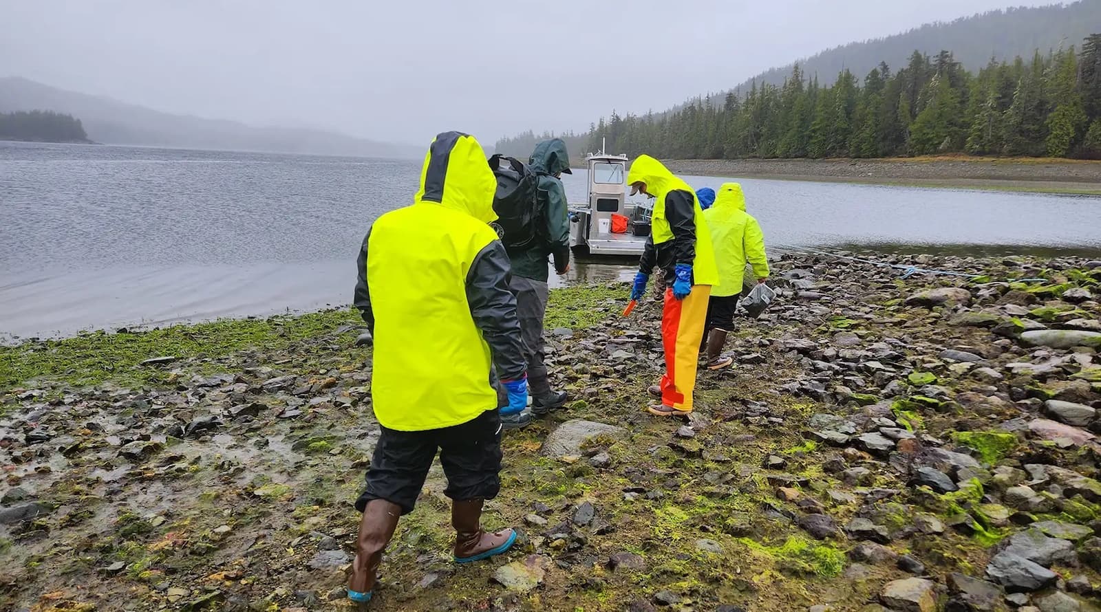 A Phyto Finish: Could Seaweed Be Mined for Critical Minerals?