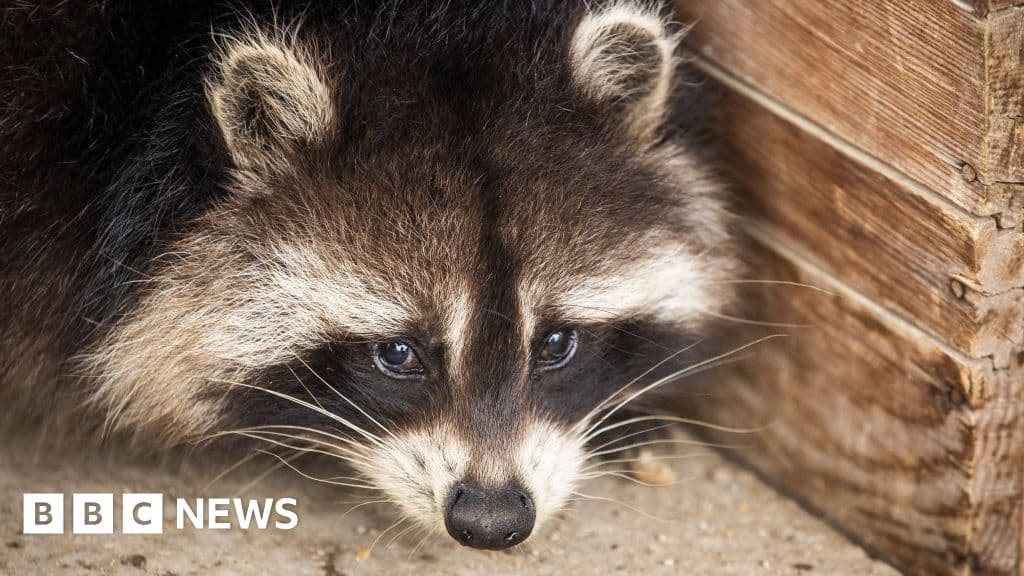Cuter and closer: Raccoons may be on their way to becoming America's next pet