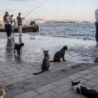 Cats meow more frequently to male owners, Turkish study finds