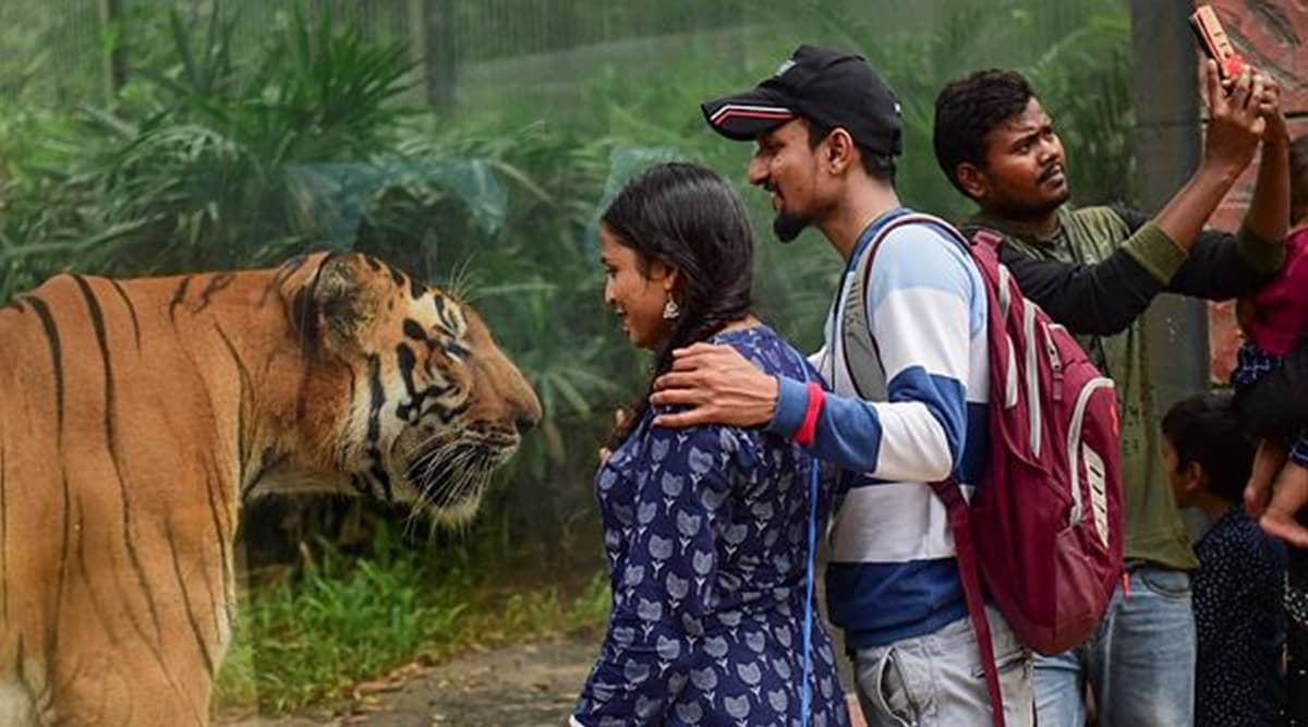 Byculla zoo’s star tiger Shakti dies of pneumonia