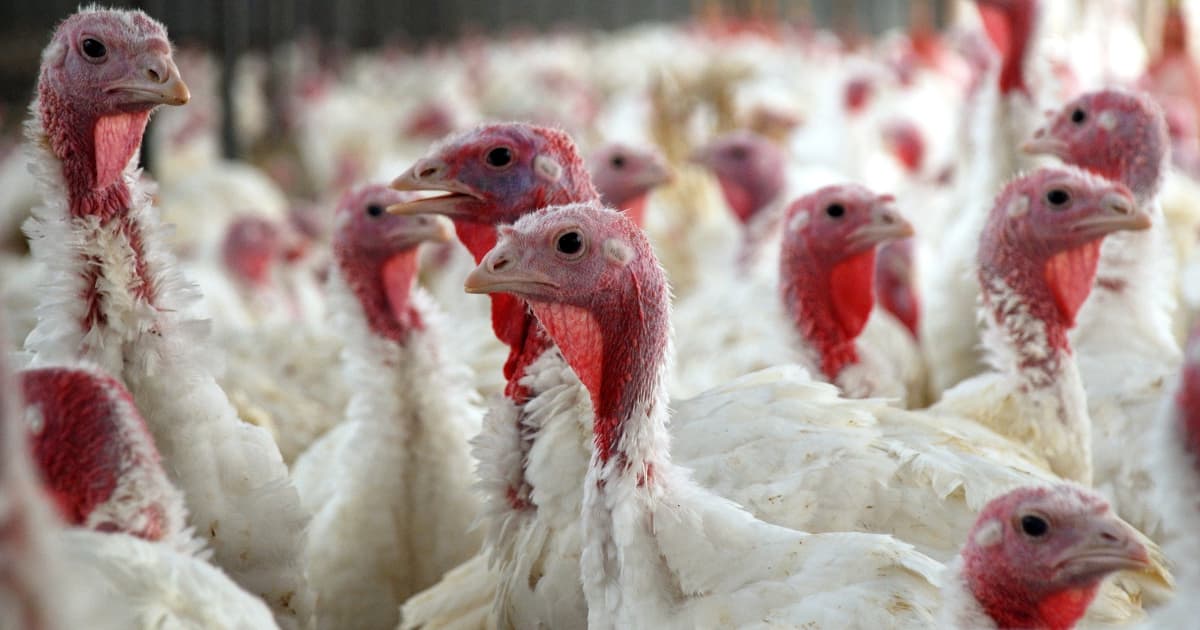 Turkeys Were ‘Adopted’ Rather Than Eaten in Wholesome Thanksgiving Initiative