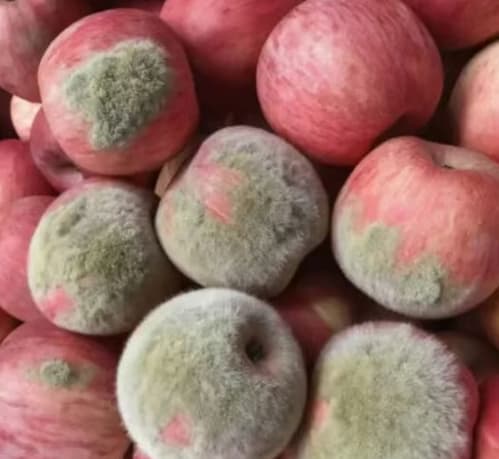 Chinese Shoppers Using AI-Edited Photos to Fake Damage and Claim Refunds