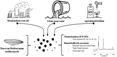 Potential risks associated with Fe, Zn, Cu, Ni, and Cr contamination in the muscle of Sardina pilchardus (Walbaum, 1792) from Morocco
