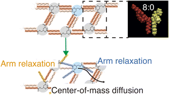 Locally ordered junctions govern diffusion in triglycerides: insights from molecular dynamics simulations