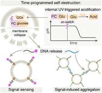 Programmable self-destruction of artificial cells with death signaling