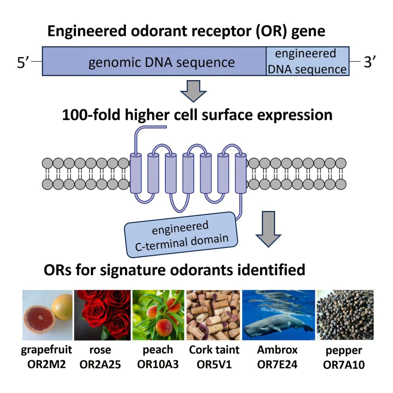 Lab-boosted olfactory receptor reveals new insights about how our sense of smell works