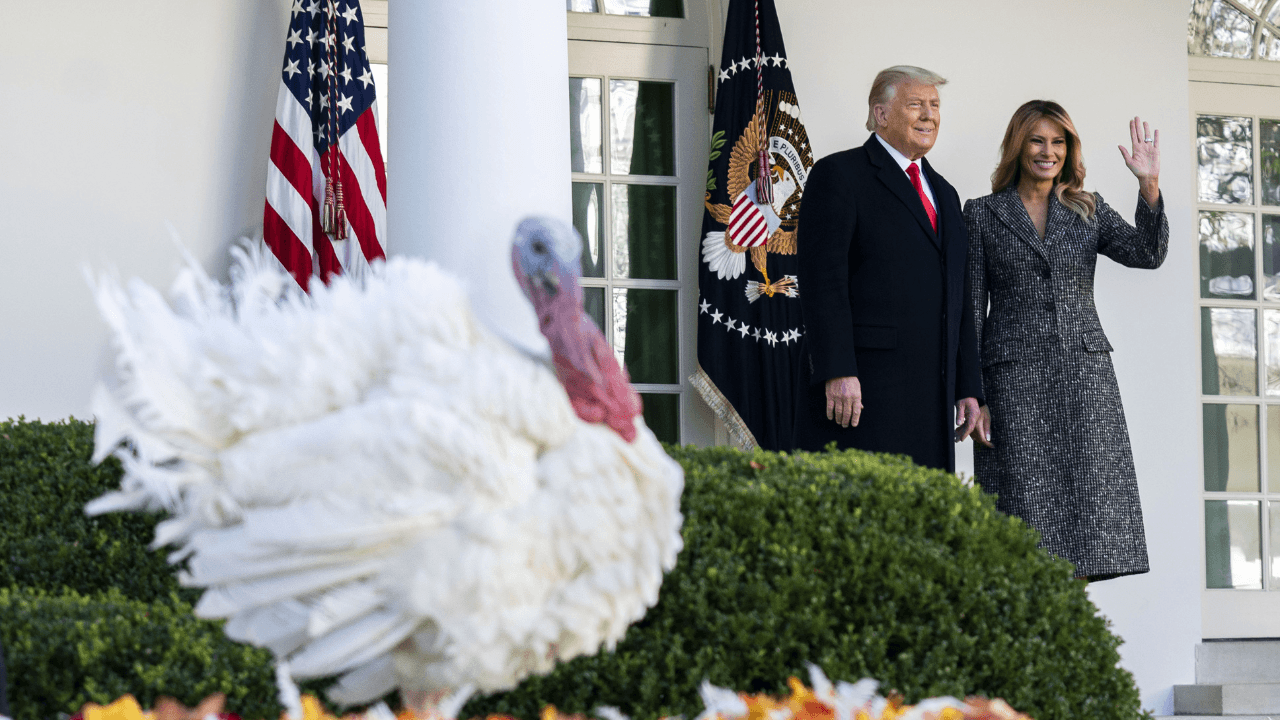 Trump kicks off Thanksgiving week with turkey pardon and Christmas tree arrival