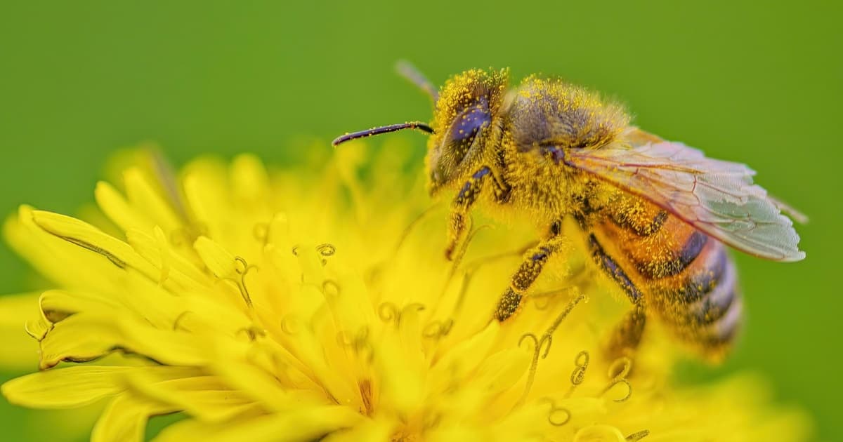 Modified Yeast Has Been Shown To Increase Bee Development By 15 Times, Which Could Lead To A Reversal Of Colony Collapse