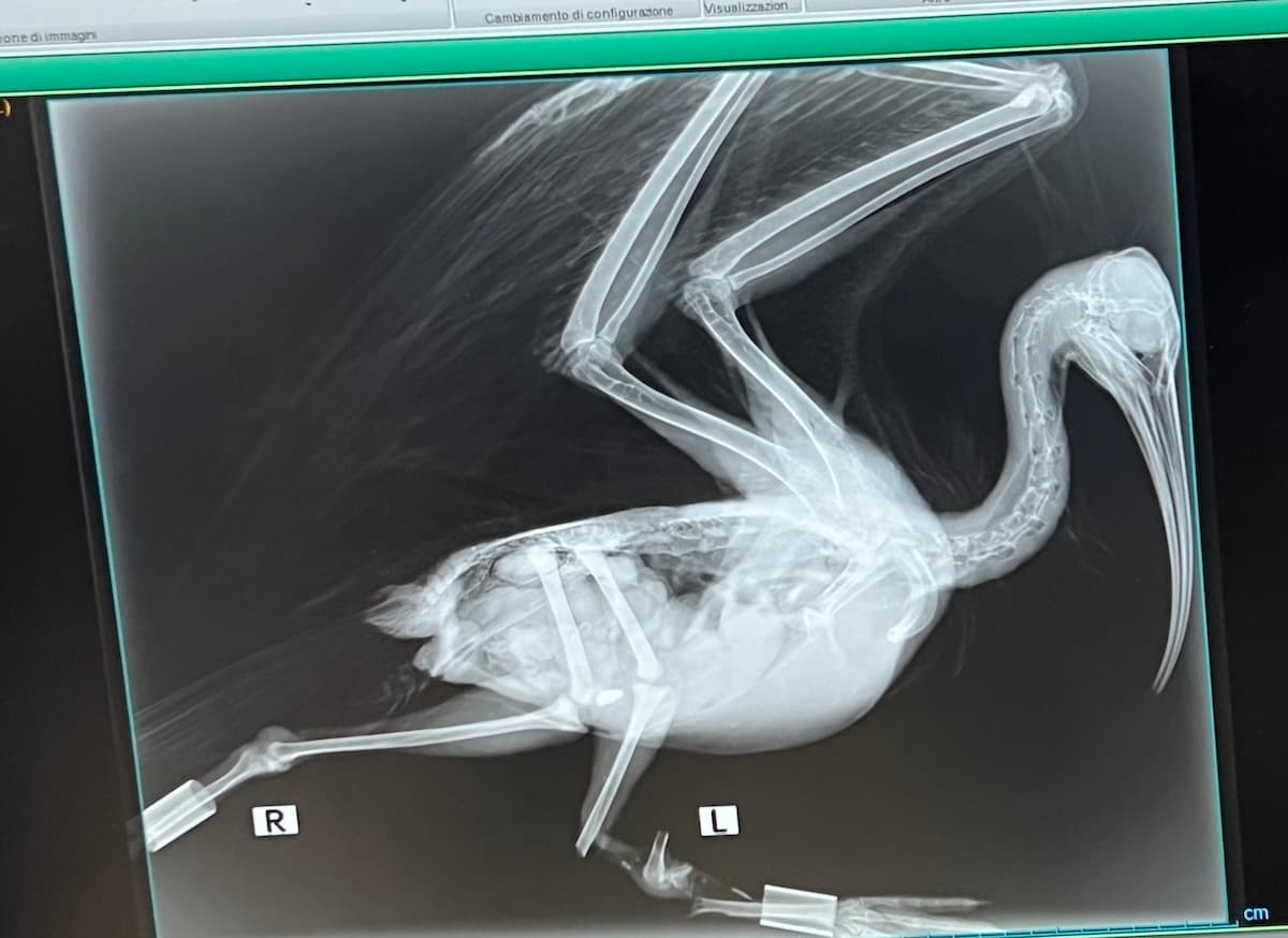 While Europe protects the northern bald ibis, Italy protects its poachers