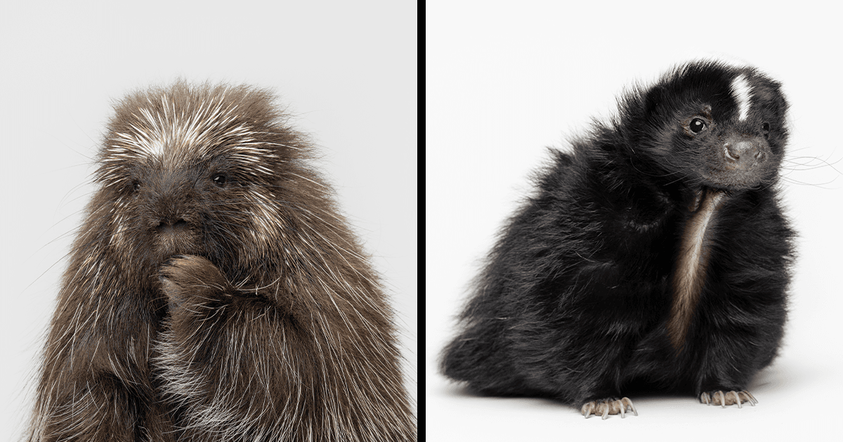 Photographer Captured 40 Animals You Don’t Usually See In Portraits, And They All Nailed It