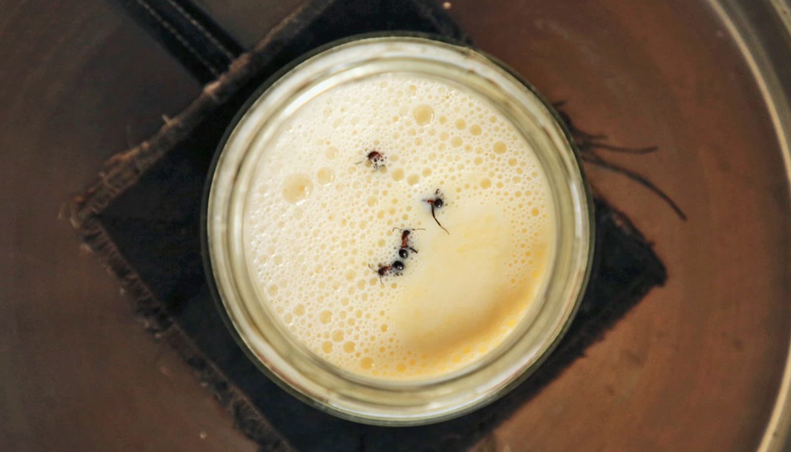 Would you eat yogurt made from ants?