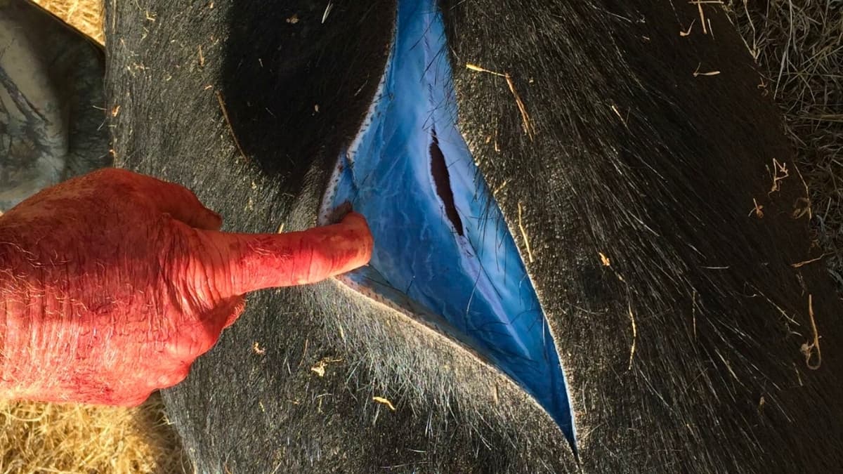 Wild Pigs Turned 'Neon Blue' in California, Triggering Warnings