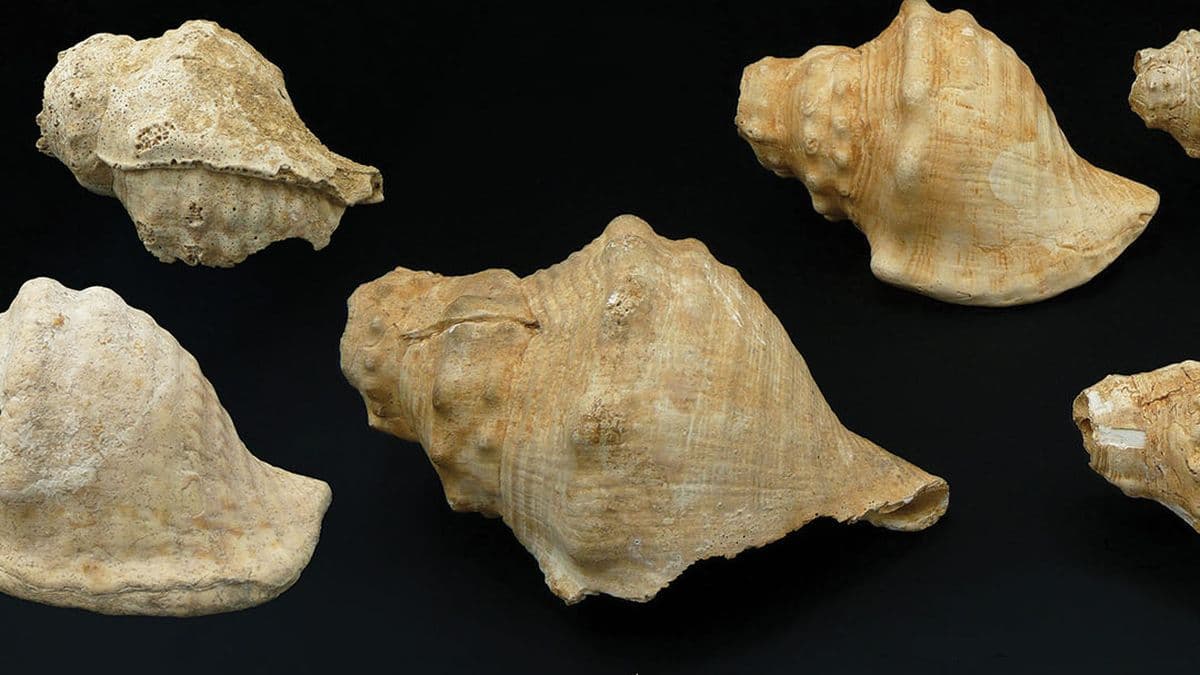 Startling Sounds From 6,000-Year-Old Shells Hint at Their Ancient Use