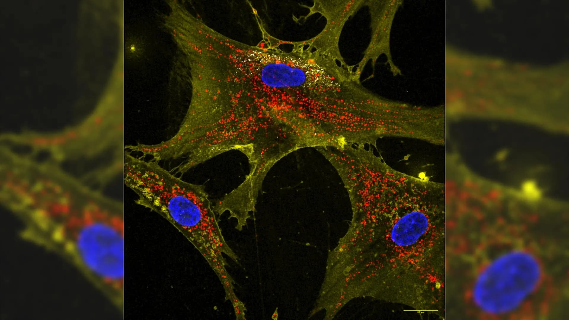 Nanoflowers supercharge stem cells to recharge aging cells