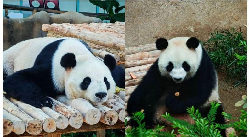 Panda pair Chen Xing and Xiao Yue settling in after two weeks' quarantine
