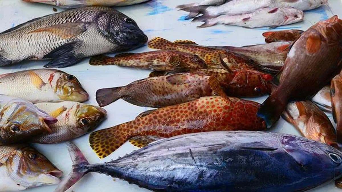 Gujarat's fish economy booms with rising output and record exports