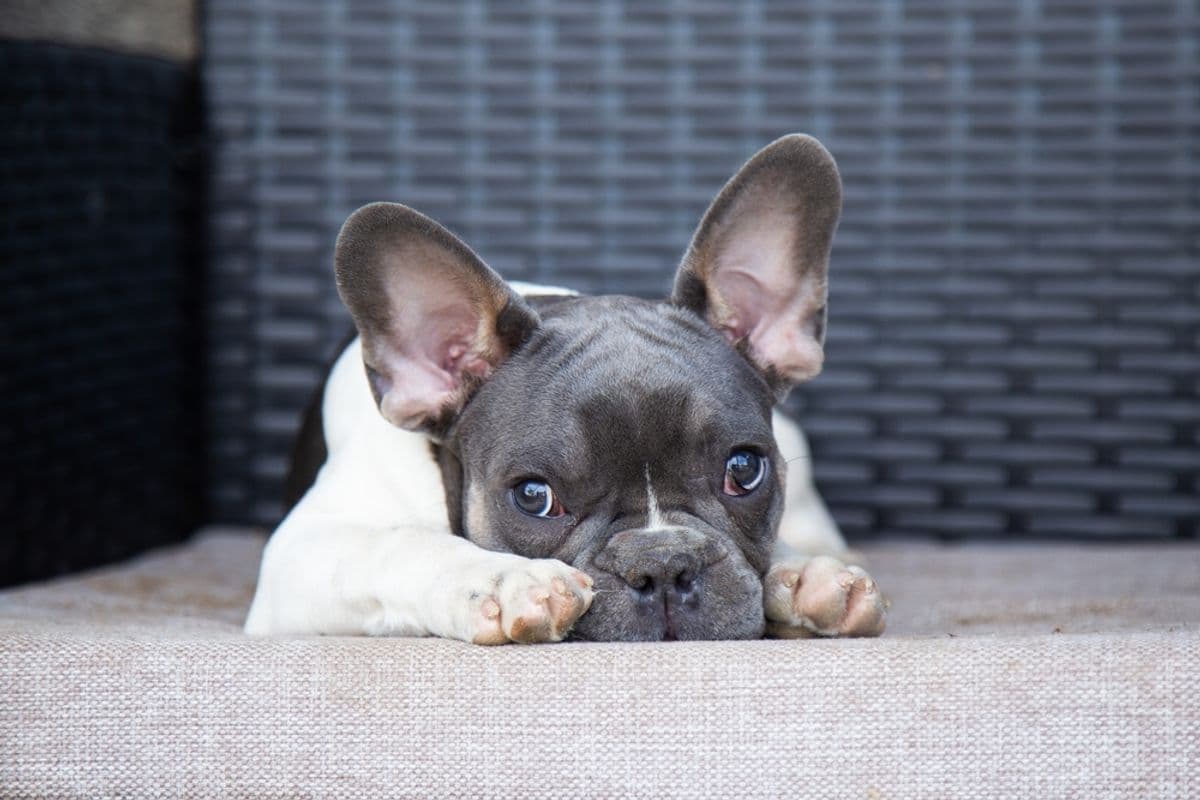 Why Do Dogs Let Out That Long, Disappointed Sigh?