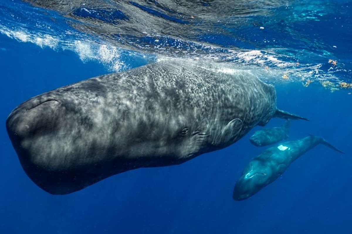 Sperm Whale Clicks May Be More Complex Than Once Thought, and Similar to Human Language