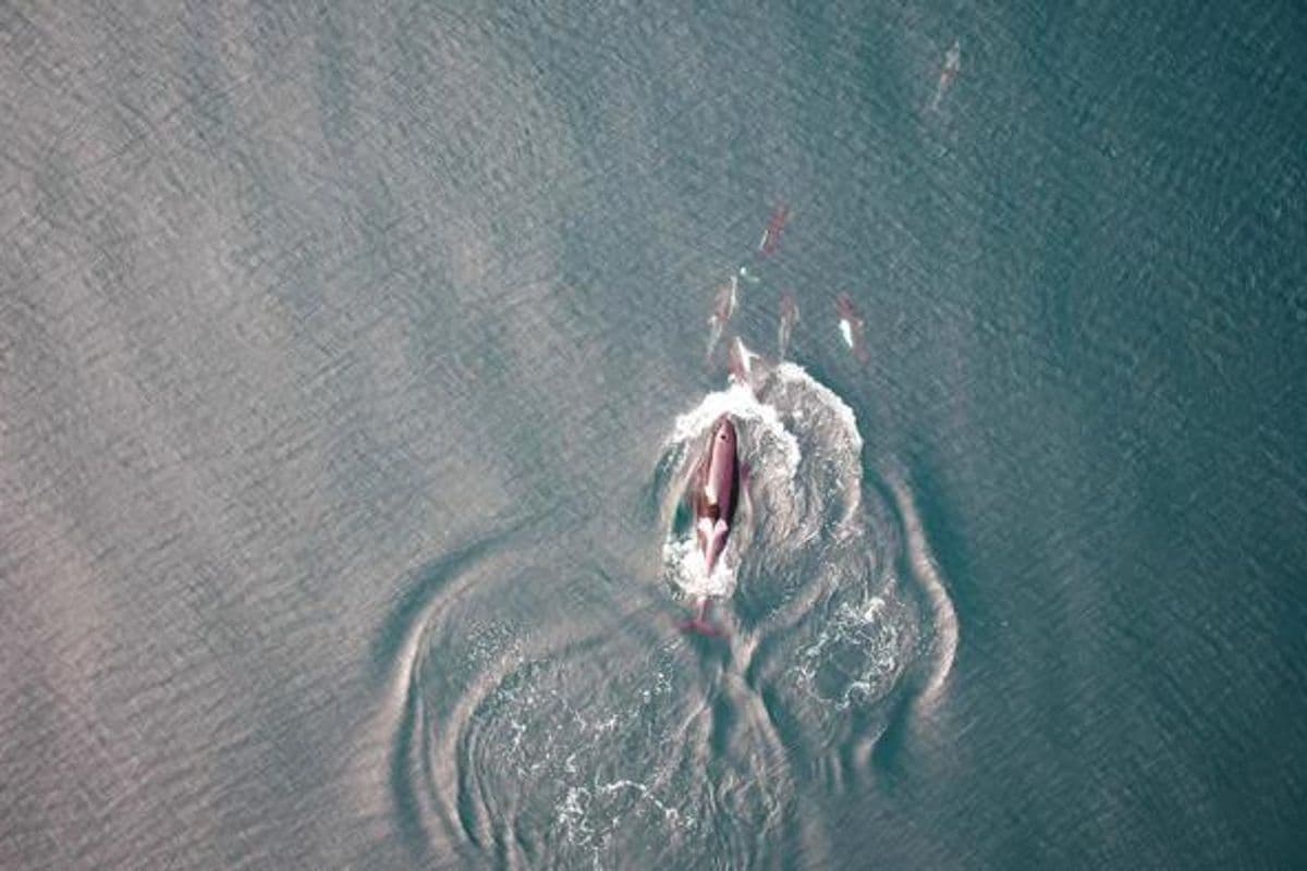 In a First, Watch as Orcas Team Up With Dolphins to Boost Their Salmon-Hunting Success