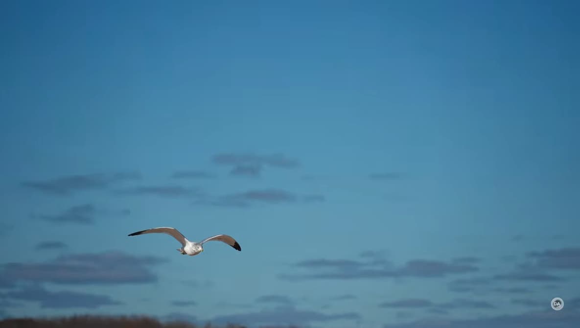 Three All-In-One Zooms, One Sony Body: How to Pick the Right Lens for You