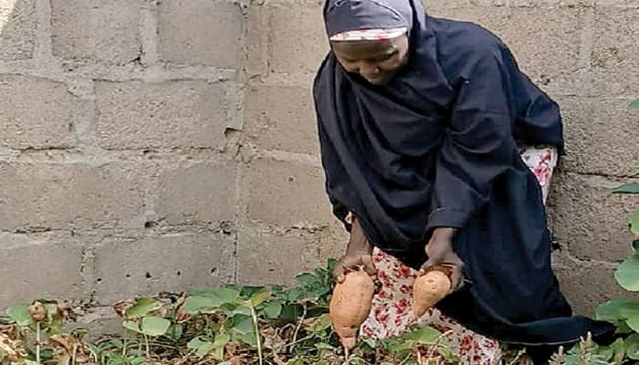 Gombe mothers turn to sweet potatoes to rescue malnourished children