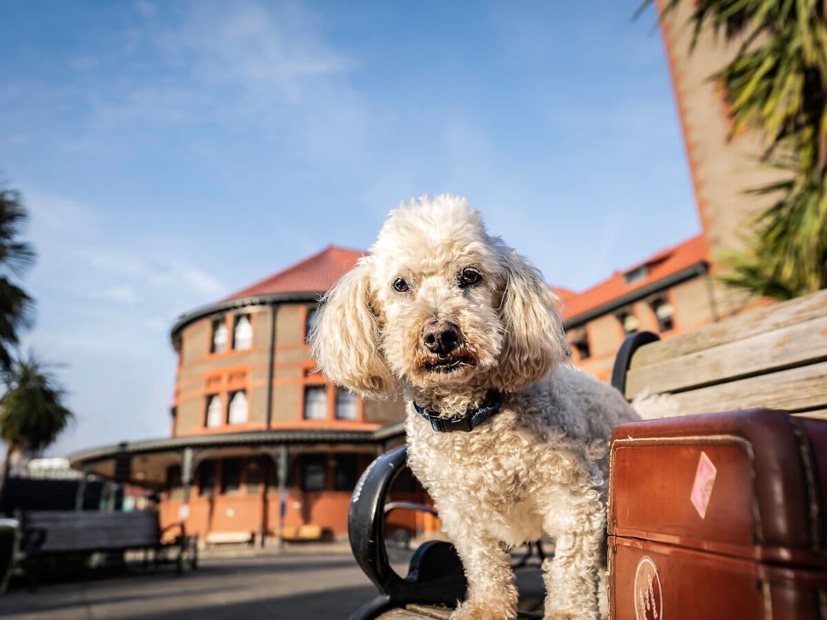 The Best Dog-Friendly Destinations of 2026: Portland, Oregon