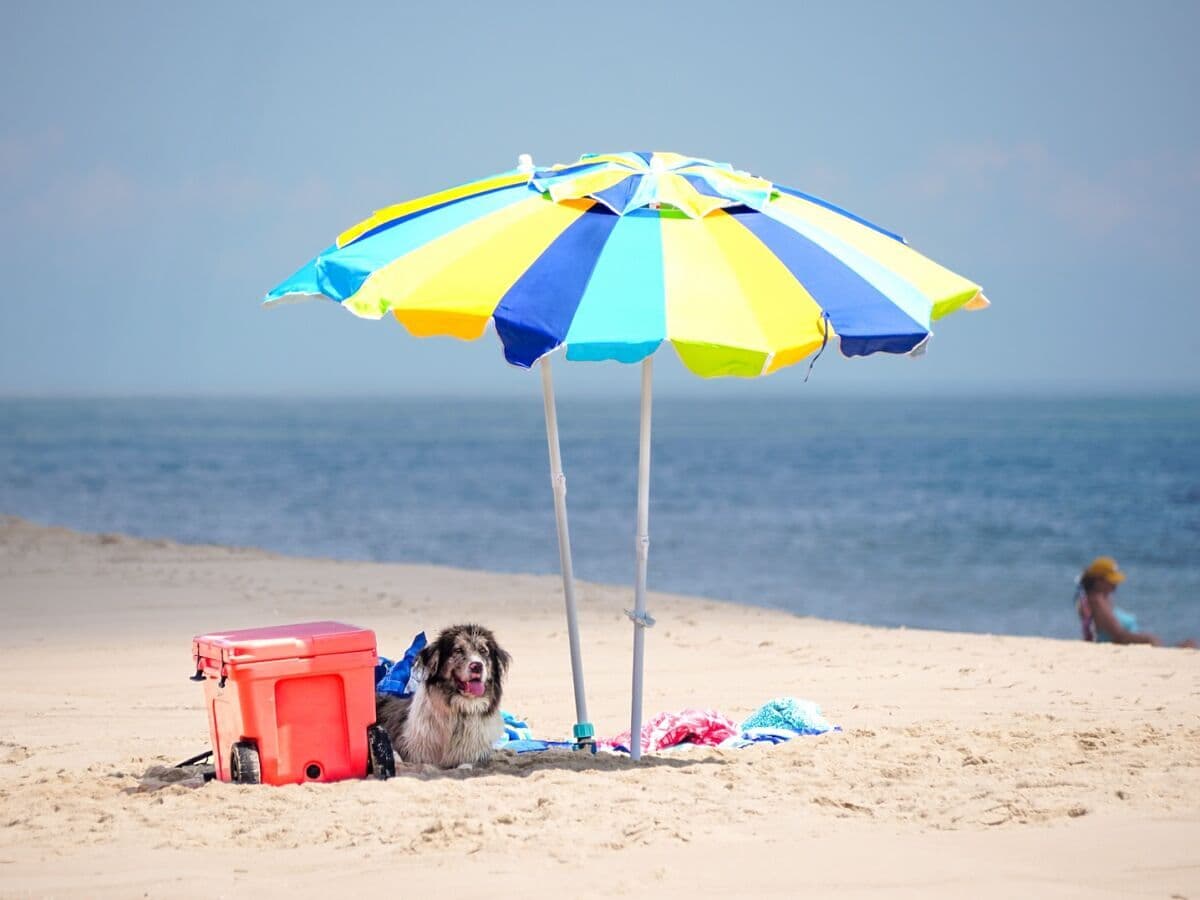 The Best Dog-Friendly Destinations of 2026: Dewey and Rehoboth Beaches, Delaware
