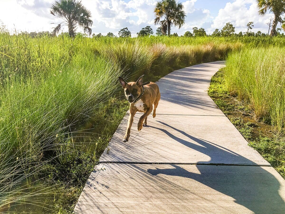 The Best Dog-Friendly Destinations of 2026: Jupiter, Florida