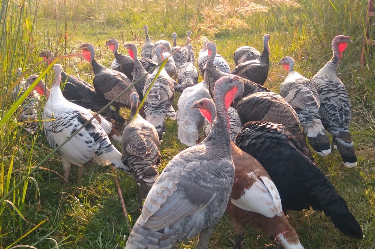 Op-ed: Giving Thanks and Honoring Indigenous, Regenerative Farming Traditions