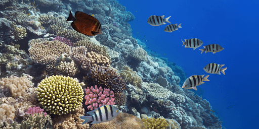 Beyond the Balance Sheet: Charting a Sustainable Future in The Bahamas