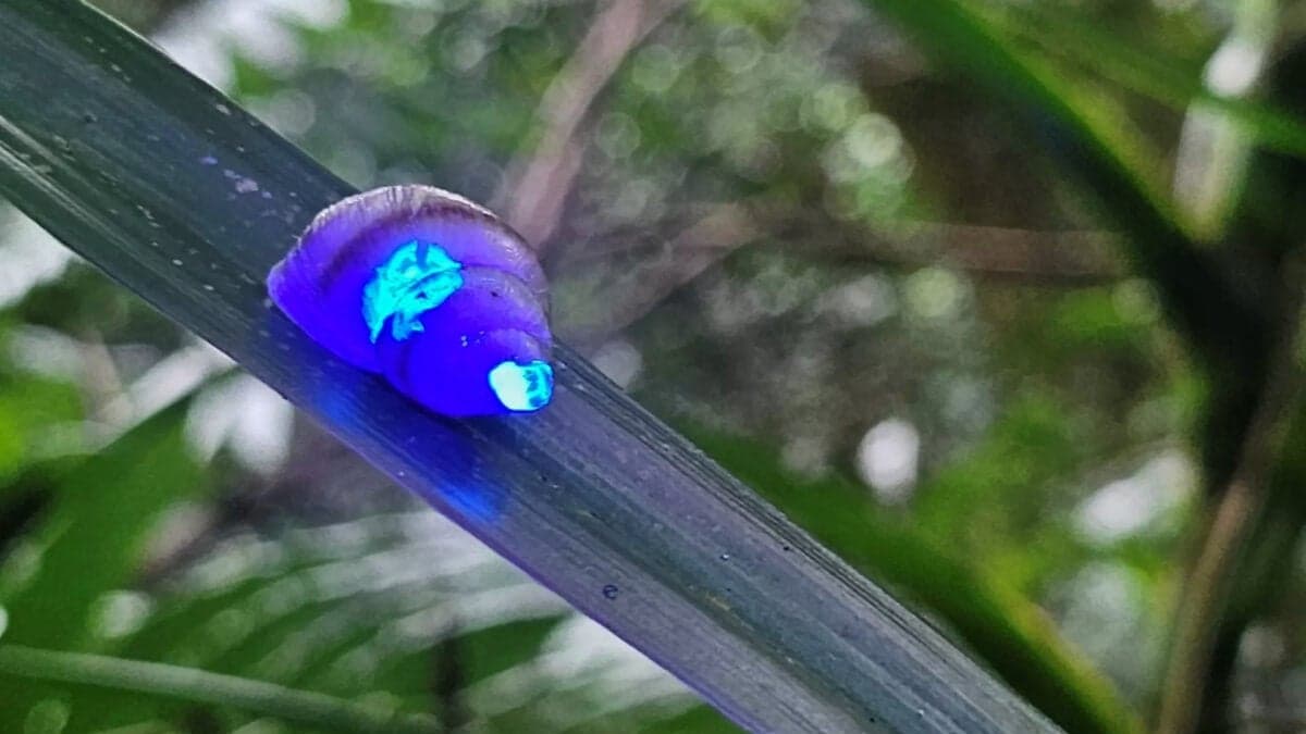 These Glowing Snails Are a Huge Win for Conservation—and They’re Freaking Cool