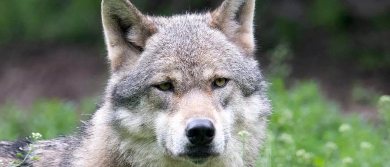Wild Wolf Caught On Video Possibly Using Human Tools For First Time Ever