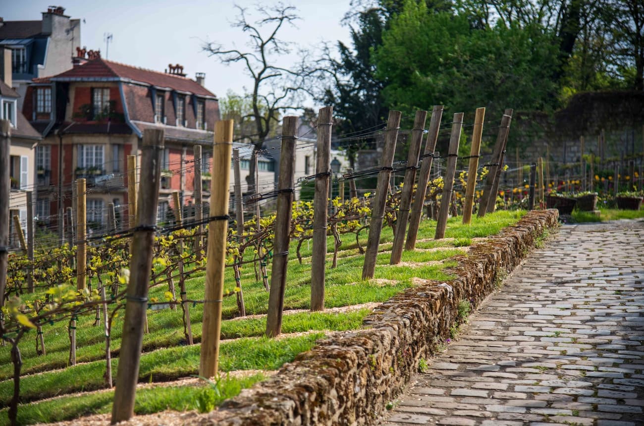 Postcard from the boulevards: A (very) short wine history of Paris and its lost vineyards