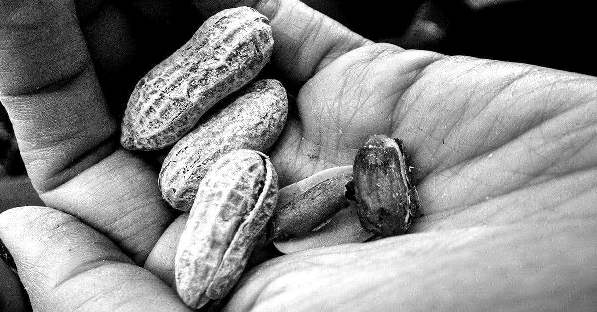 Could peanuts help keep the aging brain healthy?