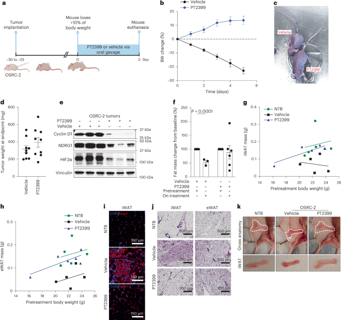 Targeting of HIF2-driven cachexia in kidney cancer