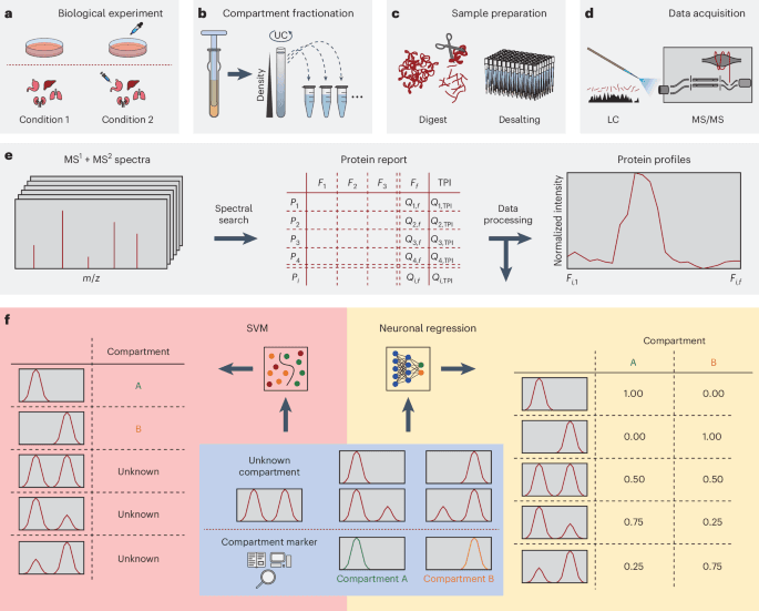 C-COMPASS: a user-friendly neural network tool profiles cell compartments at protein and lipid levels