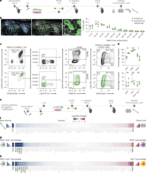 In vivo CRISPR screen reveals regulation of macrophage states in neuroinflammation