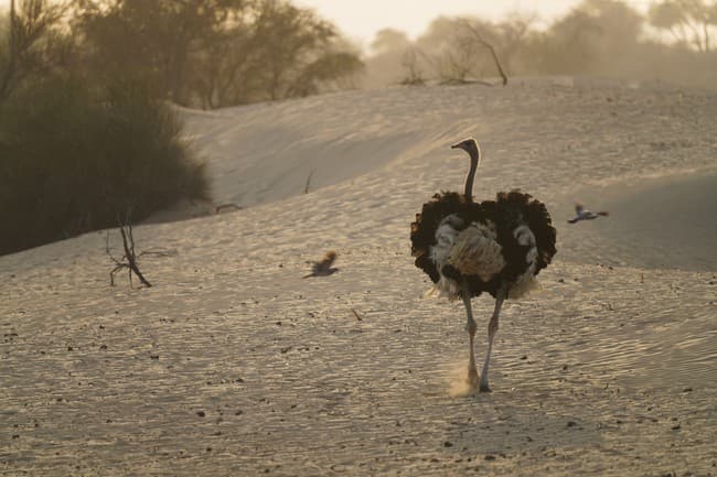 Health Officials Gun Down Hundreds of Ostriches on Family Farm For Bird Flu
