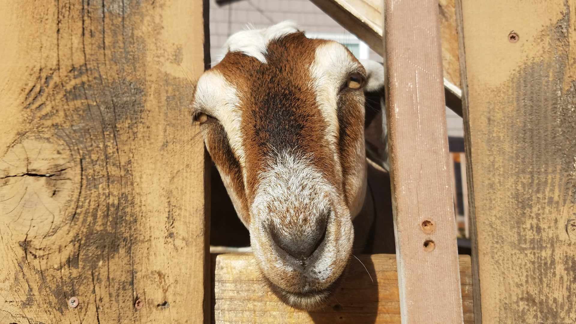 No Bones - 17 November 2025