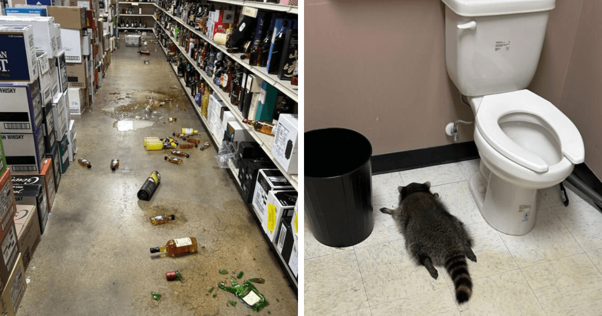 Raccoon Raids Liquor Store And Ends Up Passed Out In The Bathroom, Sparking Hilarious Reactions
