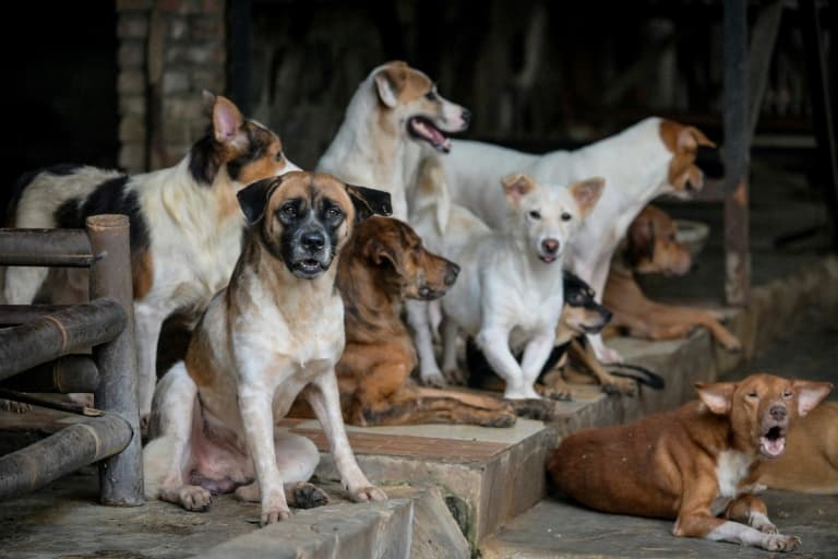 ‘God created it to be eaten’: Jakarta’s dog meat ban divides