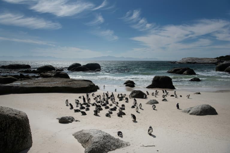 Study says African penguins starved en masse off South Africa