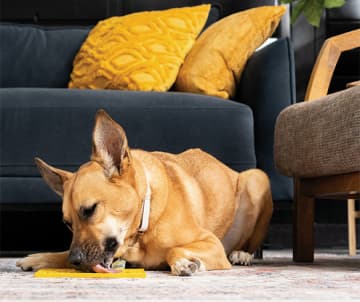 Healthy Habits Made Easy: Update Your Pet's Health and Wellness Routine Without Fuss