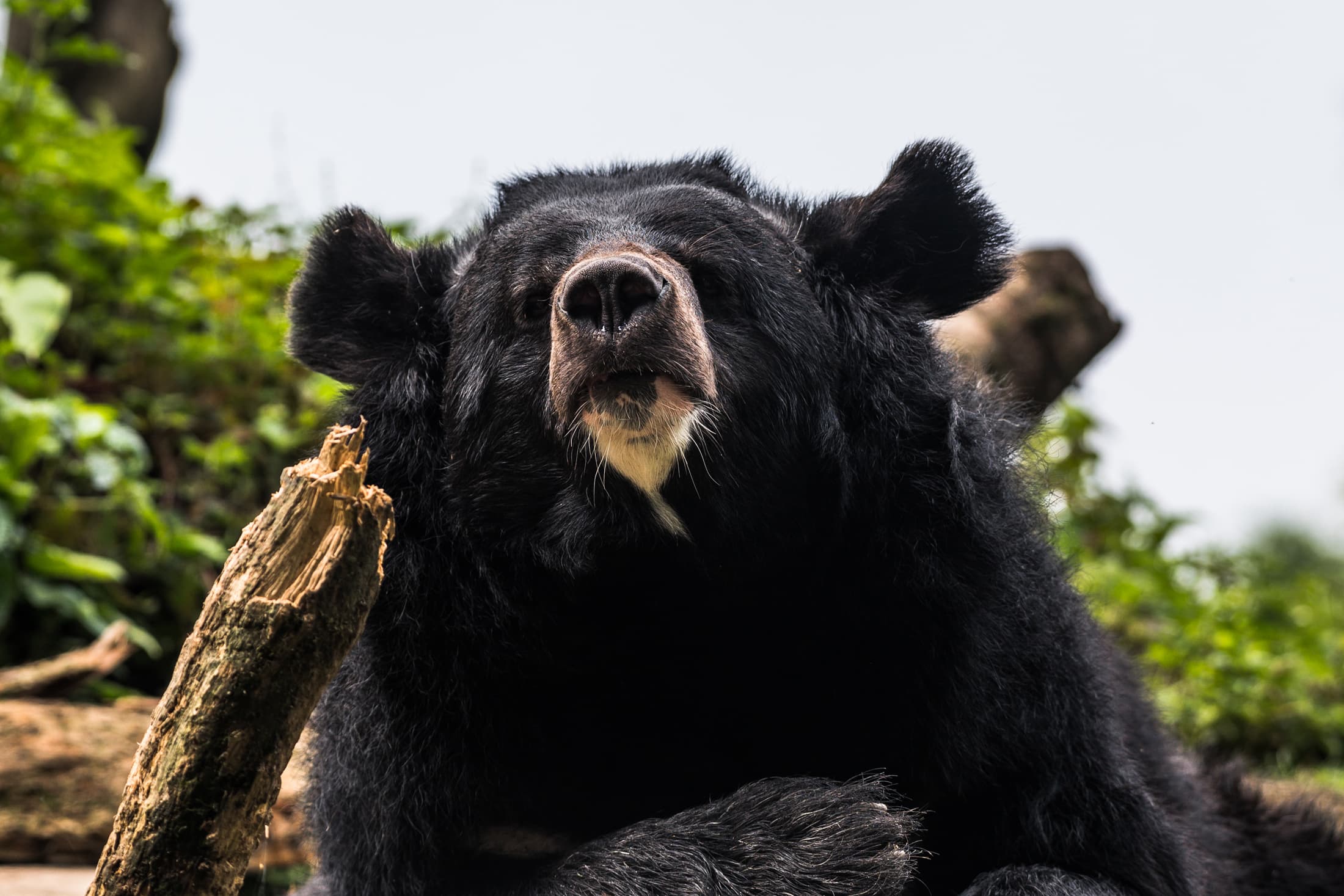 Deadly Bear Attacks in Japan Prompt New Products From Insurers