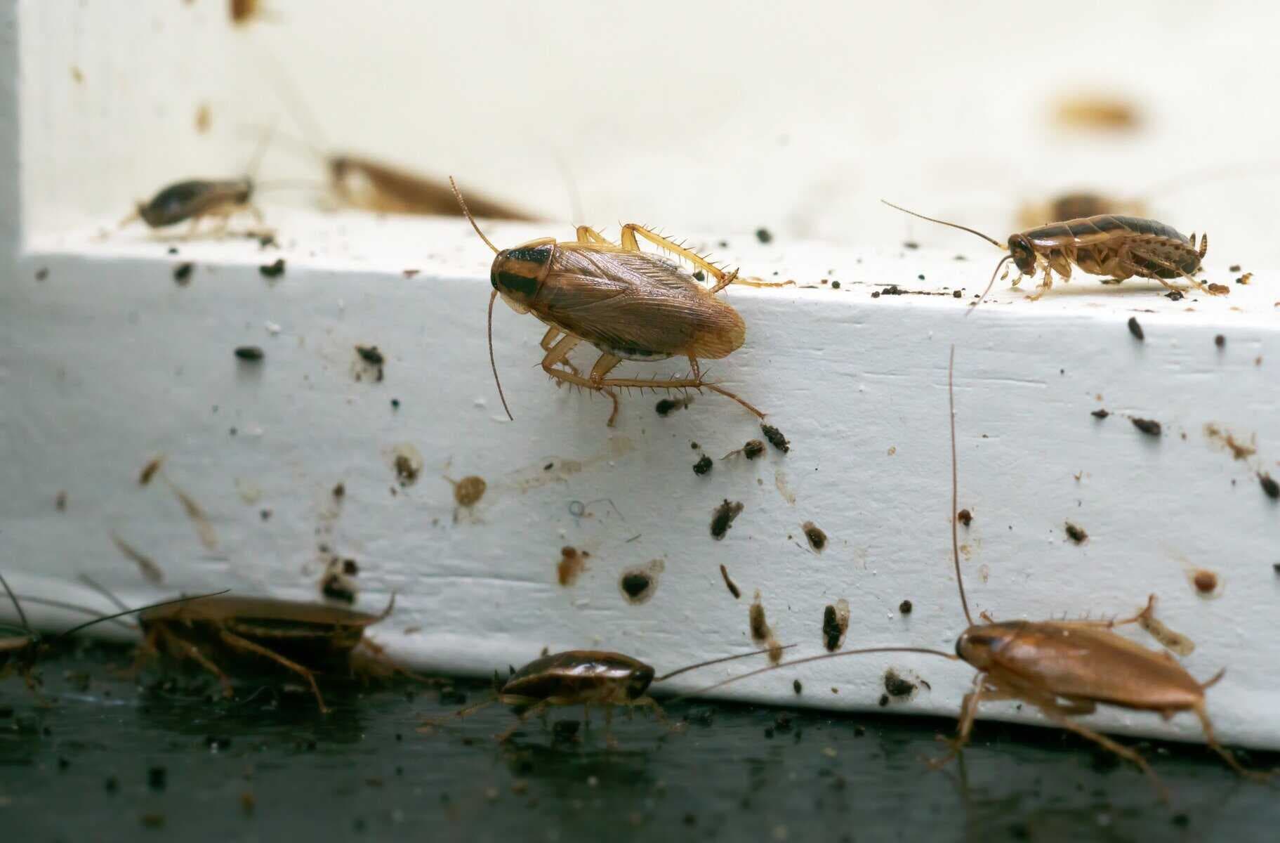 How to Spot Early Signs of Pest Infestation Before It’s Too Late